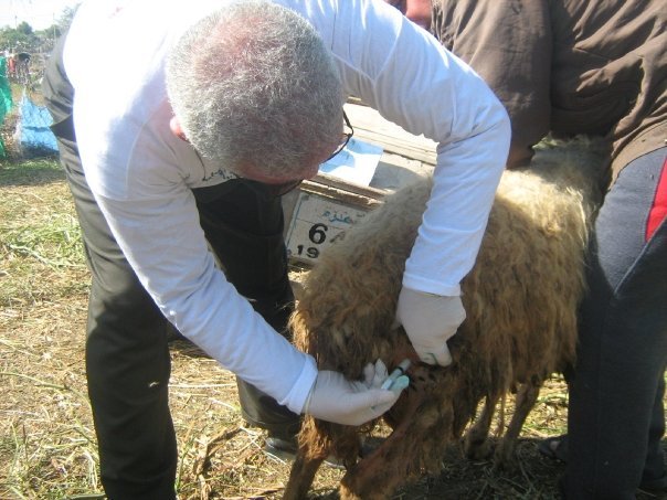helping animals in gaza - The Tragedy